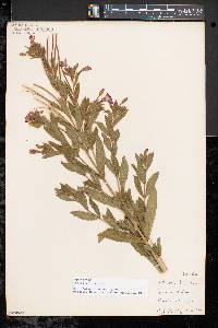 Epilobium hirsutum image