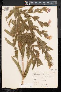 Epilobium hirsutum image