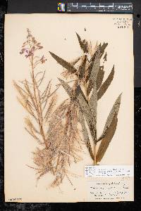 Chamaenerion angustifolium subsp. circumvagum image