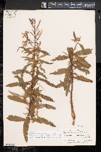 Chamaenerion angustifolium subsp. circumvagum image