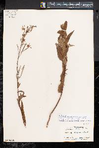 Chamaenerion angustifolium subsp. circumvagum image