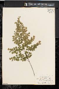 Adiantum raddianum image