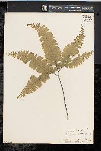 Adiantum curvatum image