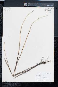 Equisetum fluviatile image