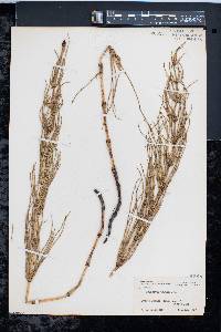 Equisetum palustre image