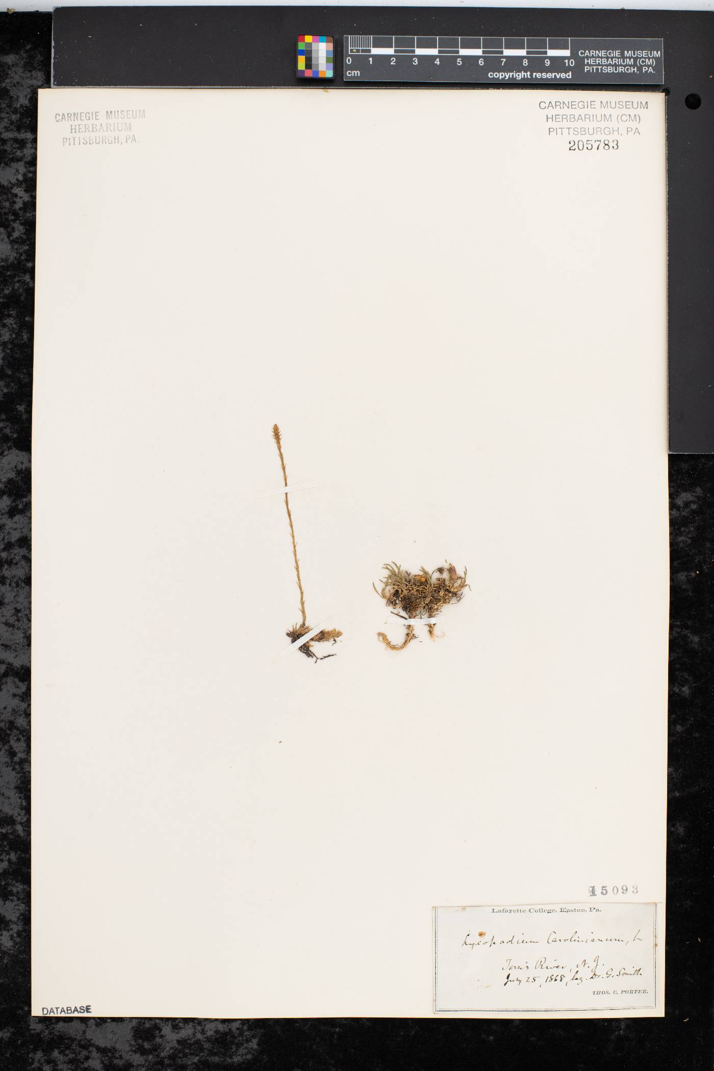 Pseudolycopodiella image