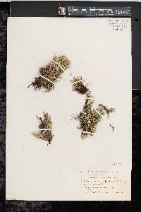 Selaginella rupestris image