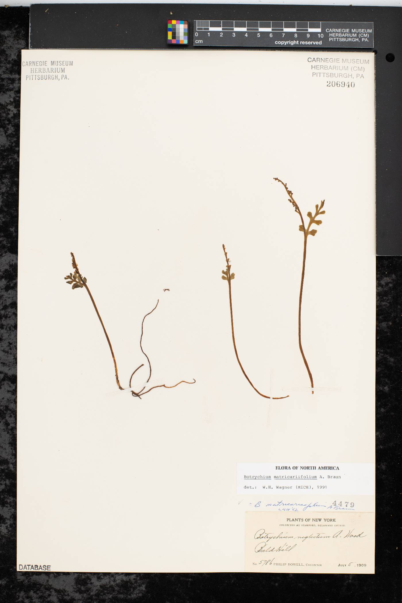 Botrychium matricariifolium image