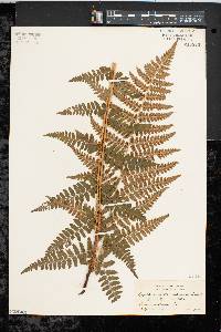 Dryopteris × boottii image