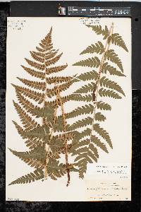 Dryopteris clintoniana image