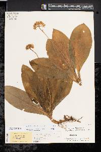 Clintonia umbellulata image