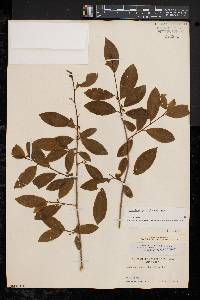 Ilex laevigata image