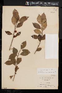 Ilex laevigata image