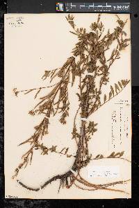 Ludwigia sphaerocarpa image