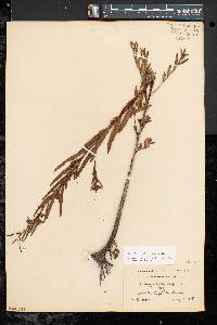 Ludwigia sphaerocarpa image