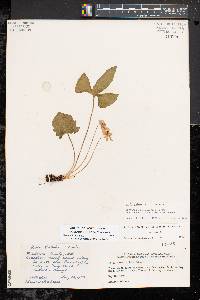 Viola palmata image