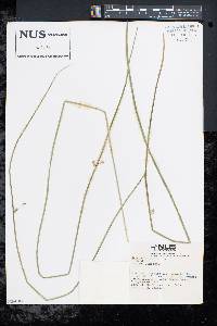 Juncus filiformis image