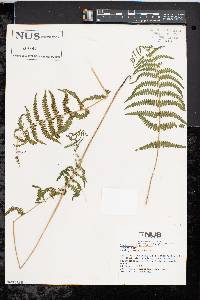 Thelypteris palustris var. pubescens image