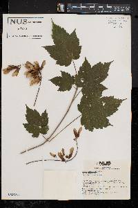 Acer spicatum image