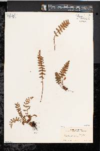 Woodsia ilvensis image