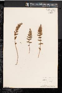 Woodsia ilvensis image