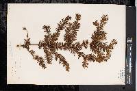 Taxus canadensis image