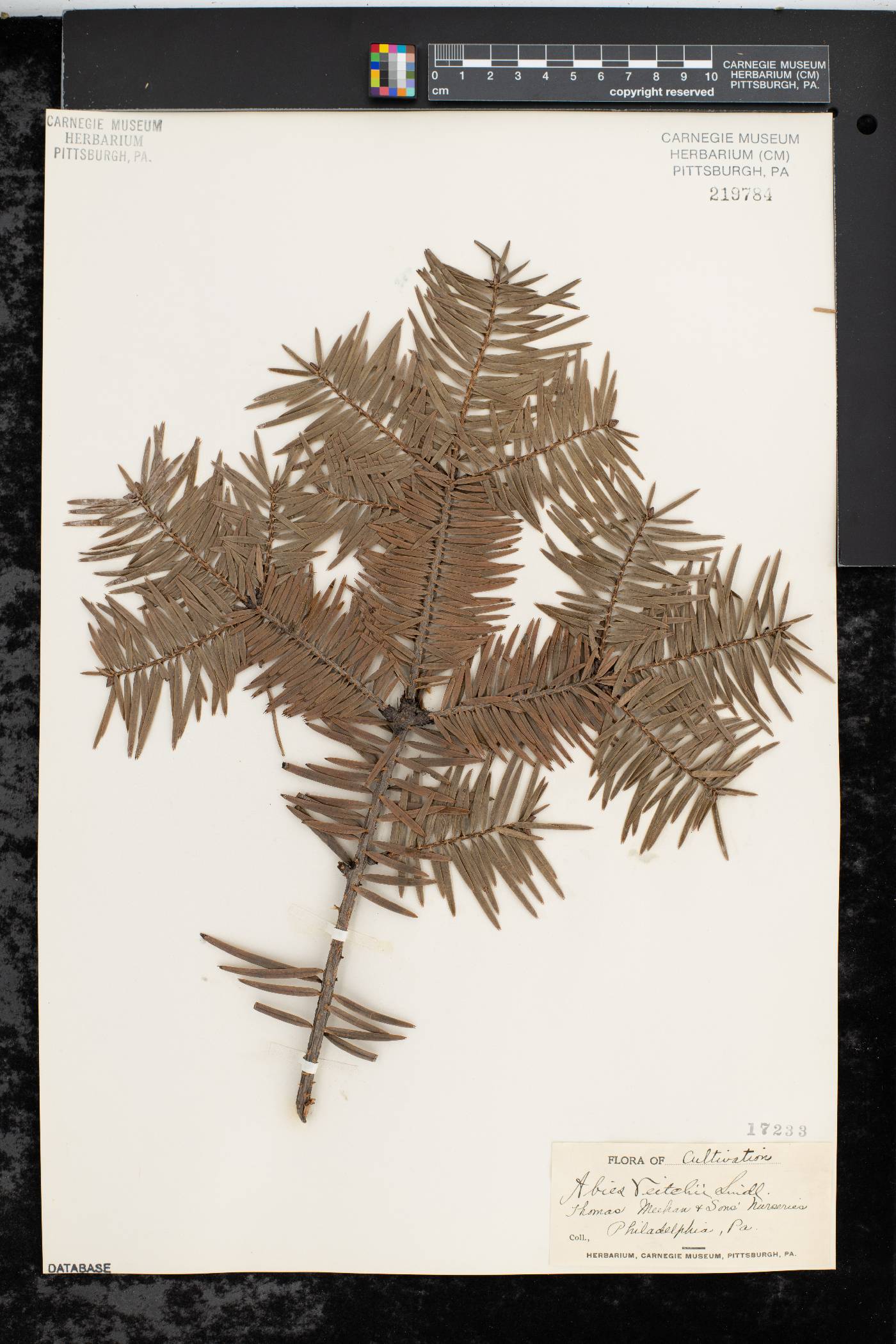 Abies veitchii image