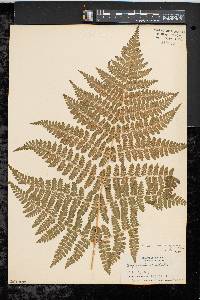 Dryopteris campyloptera image