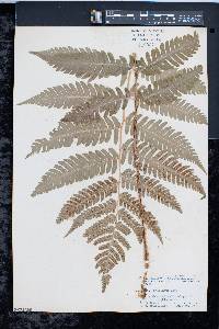 Dryopteris goldieana image