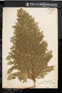 Nephrolepis exaltata image