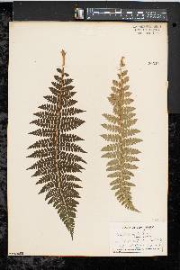 Polystichum braunii image