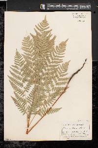 Pteridium aquilinum var. latiusculum image