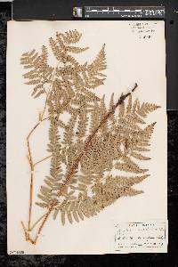 Pteridium aquilinum var. latiusculum image