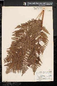 Pteridium aquilinum var. latiusculum image