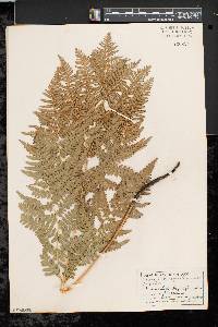 Pteridium aquilinum var. latiusculum image