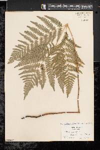 Pteridium aquilinum var. latiusculum image