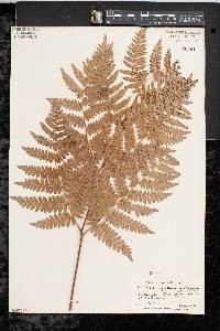 Pteridium aquilinum var. latiusculum image