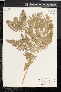 Pteridium aquilinum var. latiusculum image