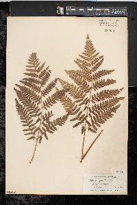 Pteridium aquilinum var. latiusculum image