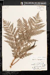 Pteridium aquilinum var. latiusculum image