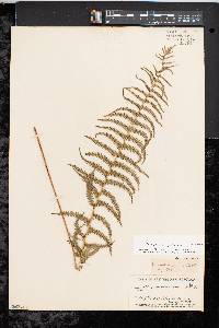 Thelypteris palustris var. pubescens image