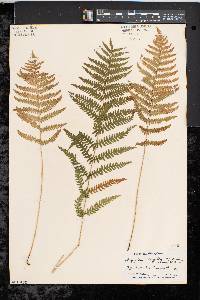 Thelypteris palustris var. pubescens image