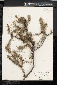 Larix laricina image