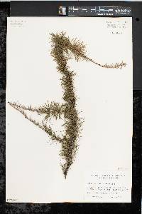 Larix laricina image