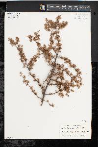 Larix laricina image