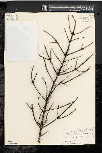 Picea pungens image