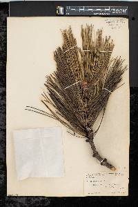 Pinus resinosa image