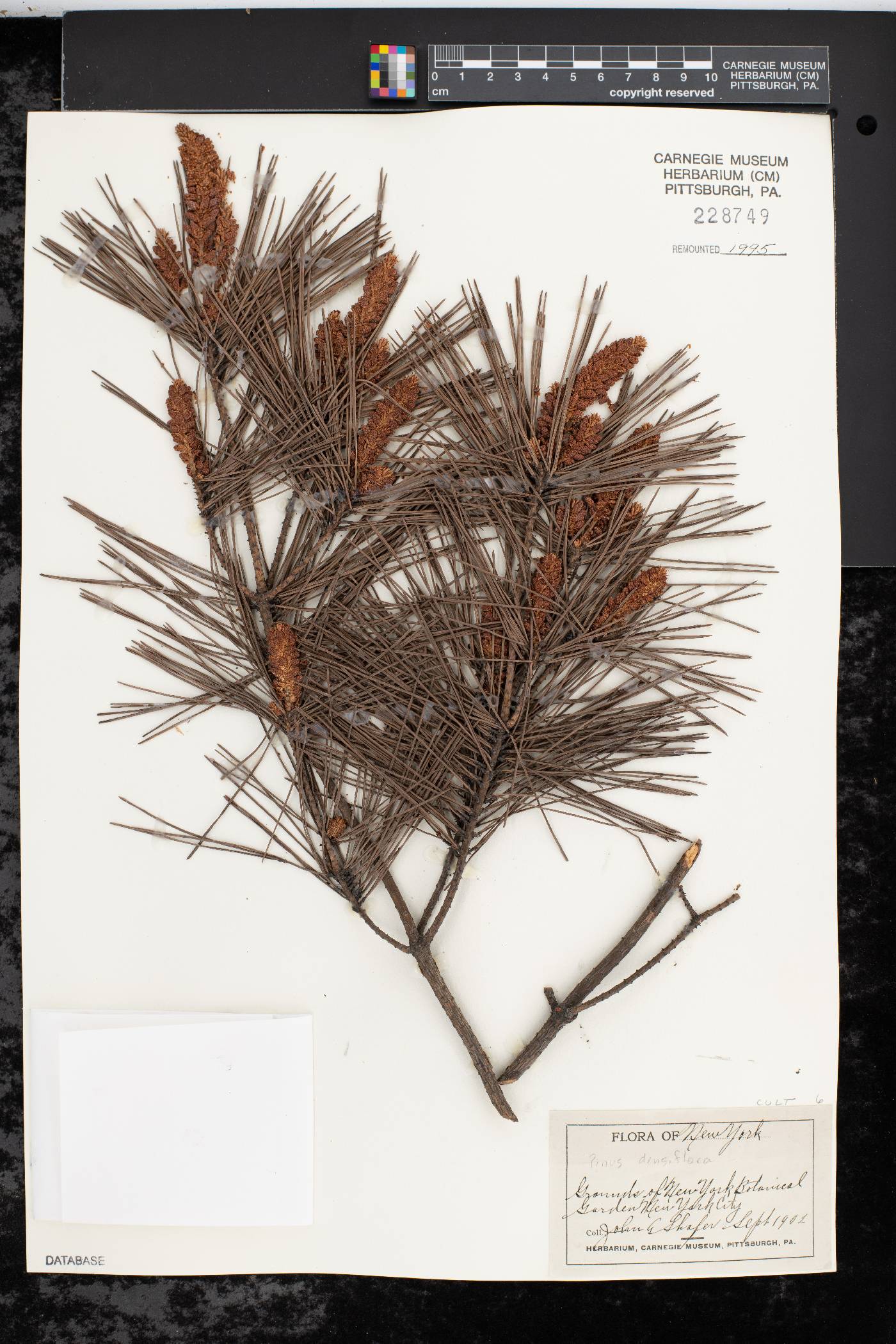 Pinus densiflora image