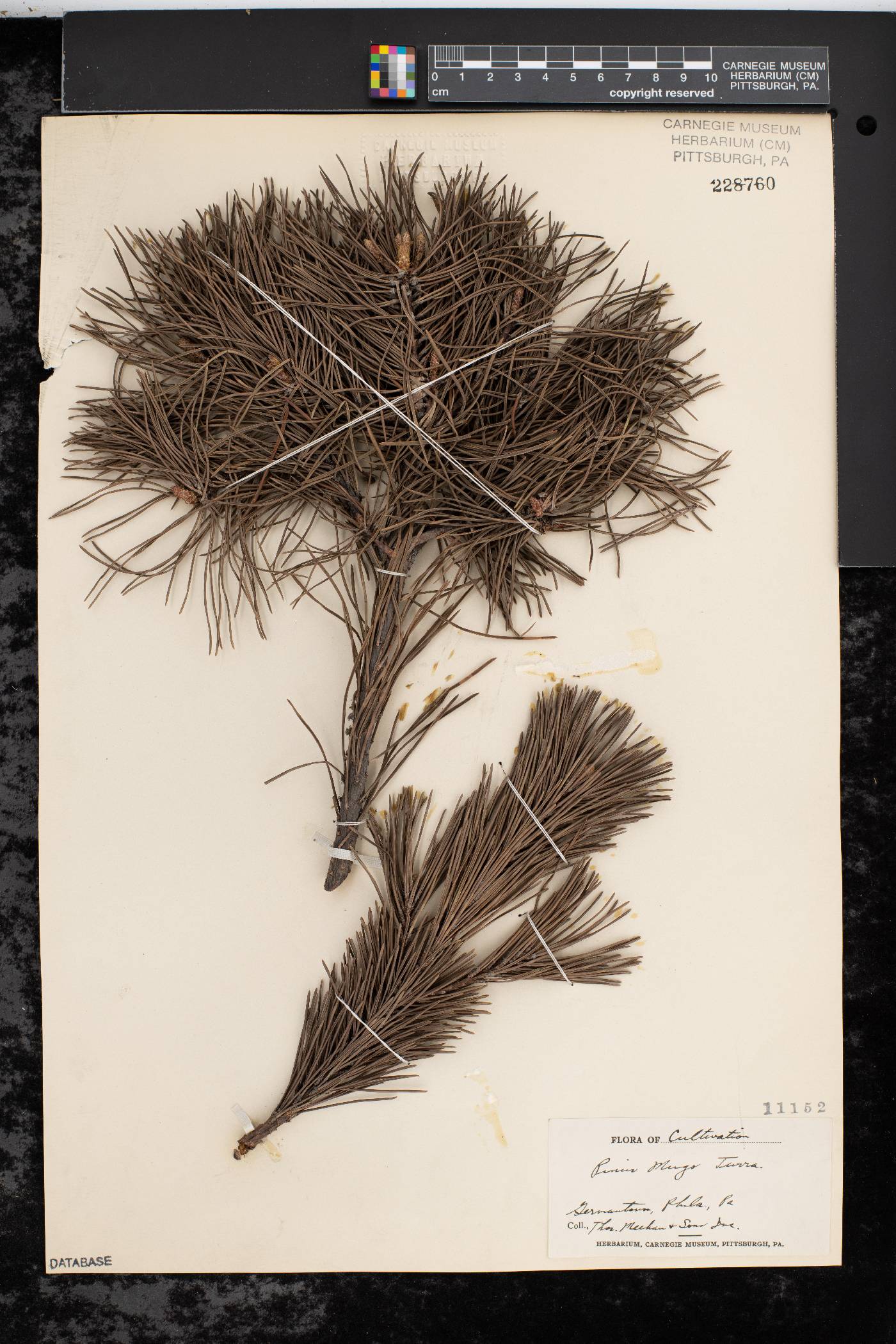 Pinus mugo image