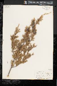 Chamaecyparis thyoides image